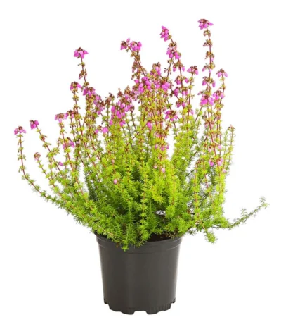 Graue Glockenheide, Verschiedene Farben -Haus Pflanzen Welt 7172521 WE FS 004 EricaCinereaGrauheideT10Herzig