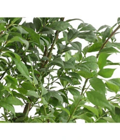 Niedriger Korkspindelstrauch 'Compactus' -Haus Pflanzen Welt 7175649 PR DE 001 EuonymusAlatusCompactus5LDehnerExpressHerzig