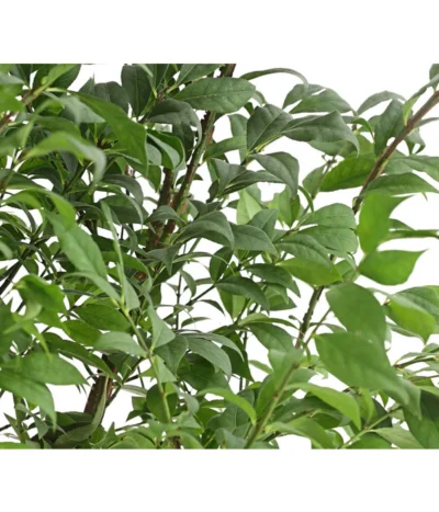 Niedriger Korkspindelstrauch 'Compactus' 11 Niedriger Korkspindelstrauch 'Compactus' -Haus Pflanzen Welt 7175649 PR DE 001 EuonymusAlatusCompactus5LDehnerExpressHerzig