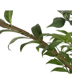 Niedriger Korkspindelstrauch 'Compactus' -Haus Pflanzen Welt 7175649 PR DE 002 EuonymusAlatusCompactus5LDehnerExpressHerzig