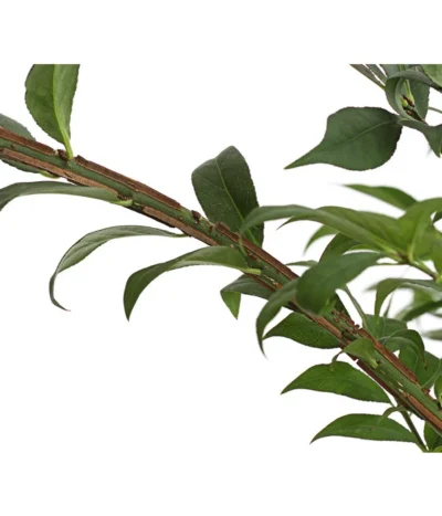 Niedriger Korkspindelstrauch 'Compactus' 9 Niedriger Korkspindelstrauch 'Compactus' -Haus Pflanzen Welt 7175649 PR DE 002 EuonymusAlatusCompactus5LDehnerExpressHerzig