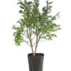 Niedriger Korkspindelstrauch 'Compactus' -Haus Pflanzen Welt 7175649 PR FS 001 EuonymusAlatusCompactus5LDehnerExpressHerzig