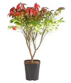 Niedriger Korkspindelstrauch 'Compactus' -Haus Pflanzen Welt 7175649 WE FS 003 EuonymusSpindelstrauchAlatusCompactus5LDehnerExpressHerzig