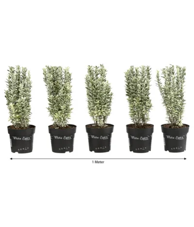 1 Meter Spindelstrauch 'White Spire', 5 X Ca. 40-45 Cm