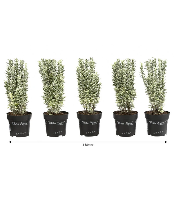 1 Meter Spindelstrauch 'White Spire', 5 X Ca. 40-45 Cm 3 1 Meter Spindelstrauch 'White Spire', 5 X Ca. 40-45 Cm