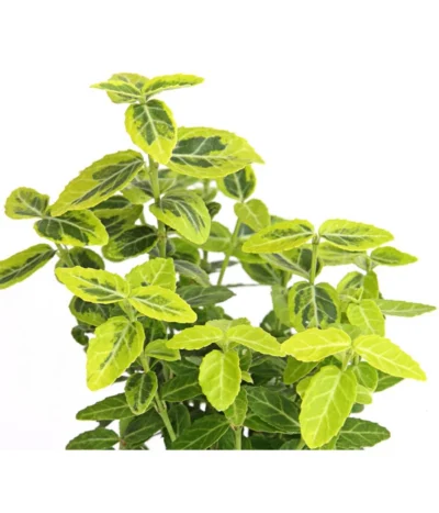 Kriech-Spindelstrauch 'Emerald'n Gold' -Haus Pflanzen Welt 7176969 WE DE 003 EuonymusSpindelstrauchFortuneiEmeraldGold9CDehnerExpressHerzig