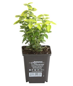 Haus Pflanzen Welt -Haus Pflanzen Welt 7176969 WE FS 003 EuonymusSpindelstrauchFortuneiEmeraldGold9CDehnerExpressHerzig