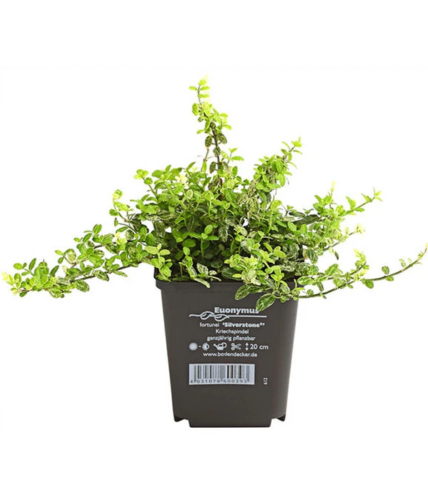 Kriech-Spindelstrauch 'Silverstone' 4 Kriech-Spindelstrauch 'Silverstone' – Bild 2