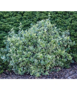 Spindelstrauch 'Emerald Gaiety' -Haus Pflanzen Welt 7177512 PR MO 001 EuonymusSpindelstrauchrETLucknerMai2015