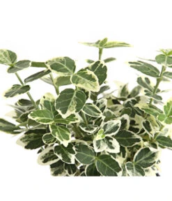 Kriech-Spindelstrauch 'Emerald Gaiety' -Haus Pflanzen Welt 7177512 WE DE 003 EuonymusSpindelstrauchFortuneiEmeraldGaiety9CDehnerExpressHerzig