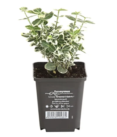 Kriech-Spindelstrauch 'Emerald Gaiety' -Haus Pflanzen Welt 7177512 WE FS 003 EuonymusSpindelstrauchFortuneiEmeraldGaiety9CDehnerExpressHerzig