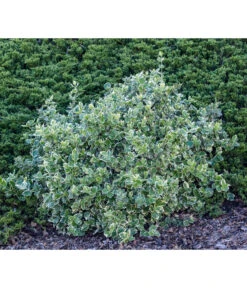 Kriech-Spindelstrauch 'Emerald Gaiety' -Haus Pflanzen Welt 7177512 WE MO 003 EuonymusSpindelstrauch