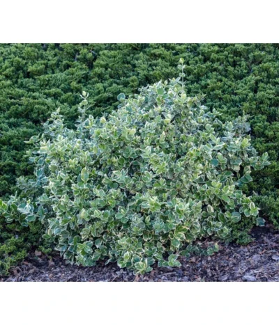 Kriech-Spindelstrauch 'Emerald Gaiety' -Haus Pflanzen Welt 7177512 WE MO 003 EuonymusSpindelstrauch