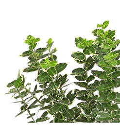 Spindelstrauch 'Emerald Gaiety' -Haus Pflanzen Welt 7177520 PR DE 001 EuonymusSpindelstrauchEmeraldGaiety13cmDehnerExpressHerzig