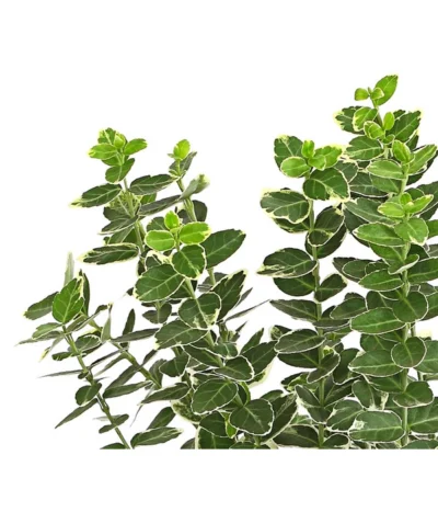 Spindelstrauch 'Emerald Gaiety' 7 Spindelstrauch 'Emerald Gaiety' -Haus Pflanzen Welt 7177520 PR DE 001 EuonymusSpindelstrauchEmeraldGaiety13cmDehnerExpressHerzig