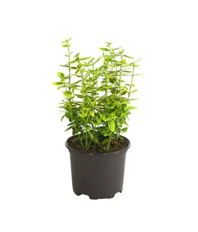 Spindelstrauch 'Emerald'n Gold'