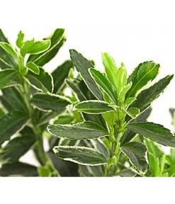 Kleinblättriger Kriech-Spindelstrauch 'Microphyllus Albovariegatus' -Haus Pflanzen Welt 7178049 PR DE 001 EuonymusMicrophyllaAlbaT9DehnerExpressHerzig