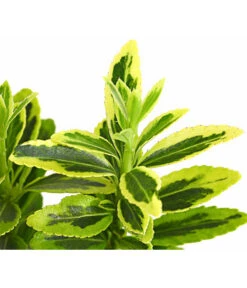 Kleinblättriger Kriech-Spindelstrauch 'Microphyllus Aureovariegatus' 5 Kleinblättriger Kriech-Spindelstrauch 'Microphyllus Aureovariegatus' -Haus Pflanzen Welt 7178056 PR DE 001 EuonymusMicrophyllaGelbT9DehnerExpressHerzig