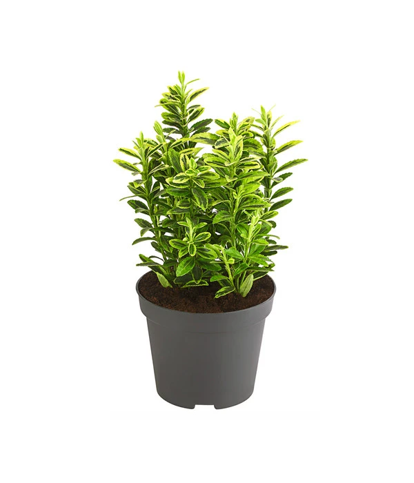 Kleinblättriger Kriech-Spindelstrauch 'Microphyllus Aureovariegatus' 3 Kleinblättriger Kriech-Spindelstrauch 'Microphyllus Aureovariegatus'