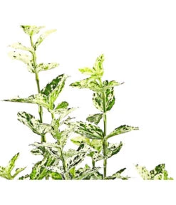 Spindelstrauch 'Harlequin' 5 Spindelstrauch 'Harlequin' -Haus Pflanzen Welt 7178130 PR DE 001 EuonymusSpindelstrauchHarlequin13cmRetDehnerExpressHerzig