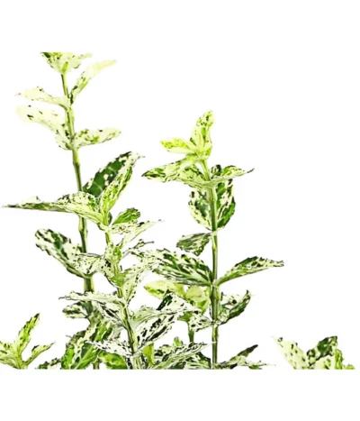 Spindelstrauch 'Harlequin' -Haus Pflanzen Welt 7178130 PR DE 001 EuonymusSpindelstrauchHarlequin13cmRetDehnerExpressHerzig