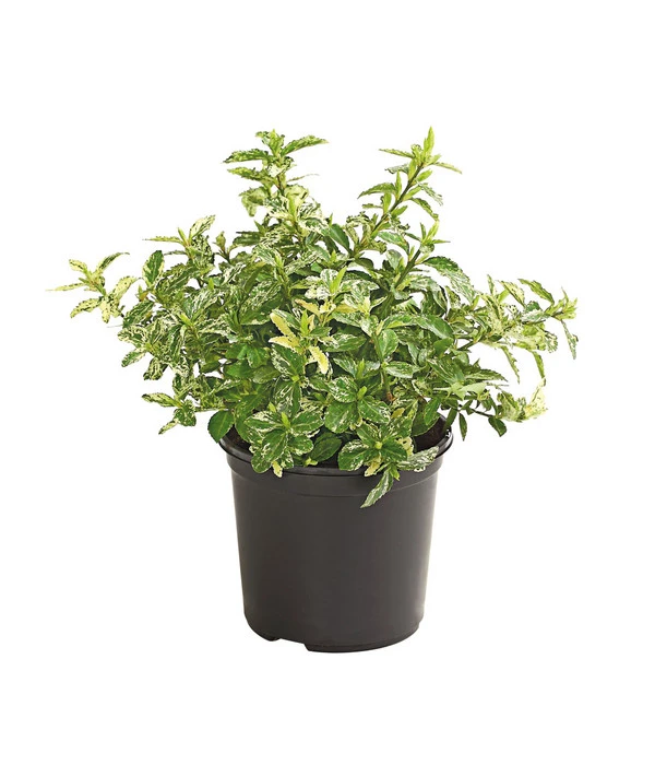 Spindelstrauch 'Harlequin' 3 Spindelstrauch 'Harlequin'