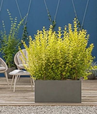 Japanischer Kriech-Spindelstrauch 'Marieke' -Haus Pflanzen Welt 7178619 WE MO 001 JapanischerSpindelstrauchGruenerSichtschutz