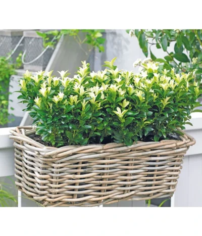 Kriech-Spindelstrauch 'Paloma Blanca'