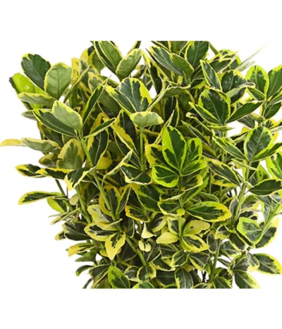 Japanischer Spindelstrauch 'Marieke' -Haus Pflanzen Welt 7178767 PR DE 001 EuonymusSpindelstrauchMarieke2LDehnerExpressHerzig