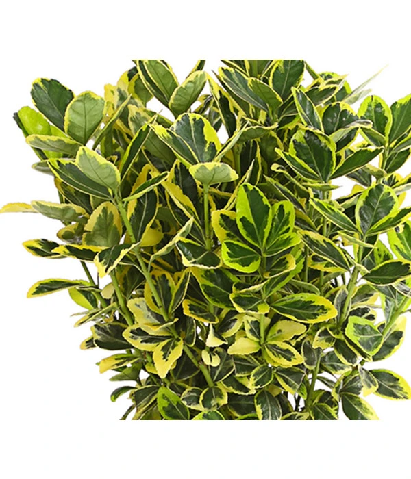 Japanischer Spindelstrauch 'Marieke' 4 Japanischer Spindelstrauch 'Marieke' – Bild 2