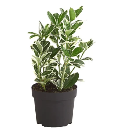 Japanischer Kriech-Spindelstrauch 'Kathy' -Haus Pflanzen Welt 7178949 PR FS 001 EuonymusSoindelstrauchKathy9cmDehnerExpressHerzig