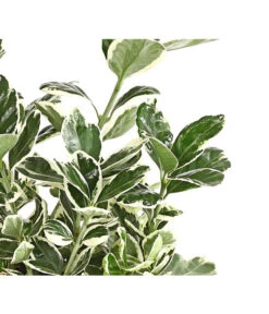 Japanischer Spindelstrauch 'Kathy' 5 Japanischer Spindelstrauch 'Kathy' -Haus Pflanzen Welt 7180748 PR DE 001 EuonymusSpindelstrauchKathy13DehnerExpressHerzig