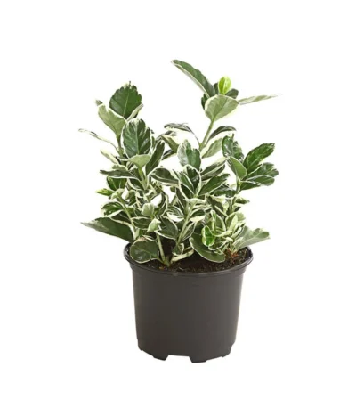 Japanischer Spindelstrauch 'Kathy'