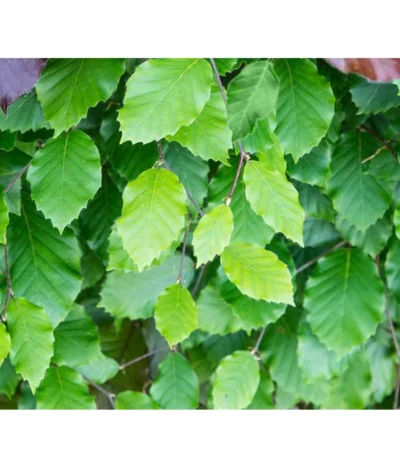 10 Meter Rotbuche, 50 X Ca. 100-125 Cm -Haus Pflanzen Welt 7185077 FagusSylvaticaDetailLuckner 6