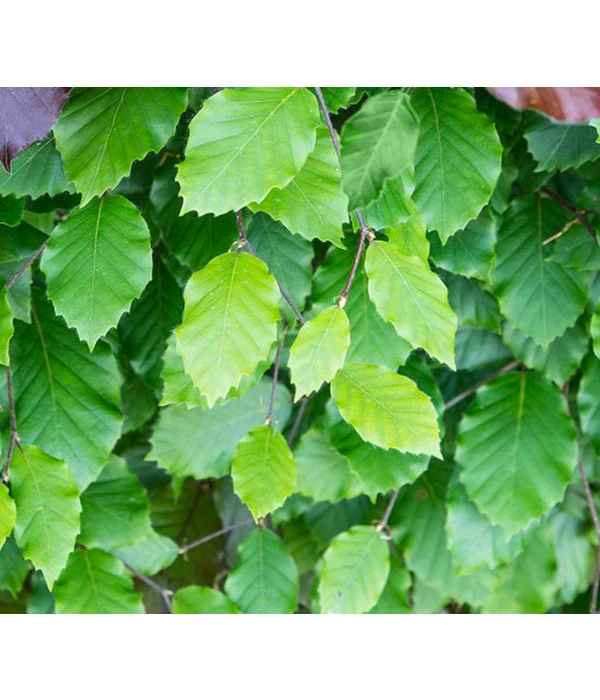 6 Meter Rotbuche, 20 X Ca. 150-175 Cm 6 6 Meter Rotbuche, 20 X Ca. 150-175 Cm – Bild 4