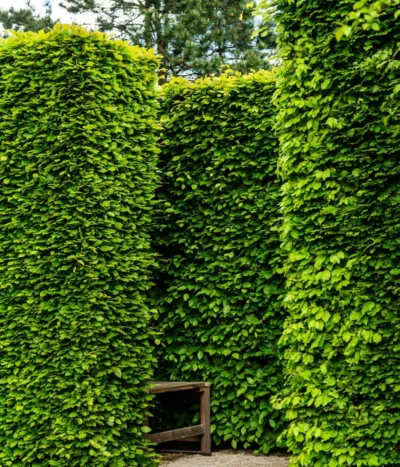 6 Meter Rotbuche, 20 X Ca. 150-175 Cm 8 6 Meter Rotbuche, 20 X Ca. 150-175 Cm -Haus Pflanzen Welt 7185093 WE MO 002 RotbucheFagusSylvatica