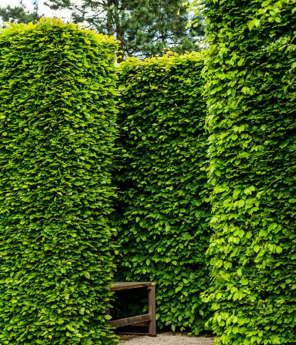 7 Meter Rotbuche, 20 X 175-200 Cm 6 7 Meter Rotbuche, 20 X 175-200 Cm – Bild 4