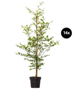 7 Meter Rotbuche, 14 X Ca. 200-225 Cm