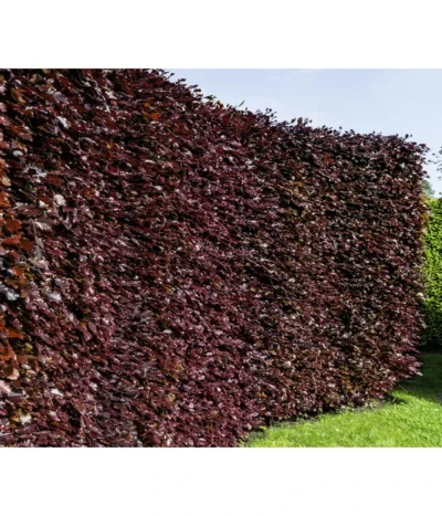 7,5 Meter Blutbuche ‘Purpurea‘, 30 X 125-150 Cm -Haus Pflanzen Welt 7185523 WE MO 001 FagusSylvaticaPurpureaLuckner 1