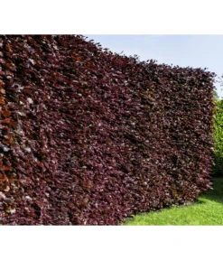 15 Meter Blutbuche ‘Purpurea‘, 60 X 125-150 Cm -Haus Pflanzen Welt 7185523 WE MO 001 FagusSylvaticaPurpureaLuckner 4