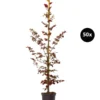 10 Meter Blutbuche ‘Purpurea‘, 50 X 100-125 Cm -Haus Pflanzen Welt 7185531 WE FS 002 BlutbuchePurpurea50x