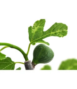 Bornholmfeige -Haus Pflanzen Welt 7186315 WE DE 001 FicusBornholmfeigeT17