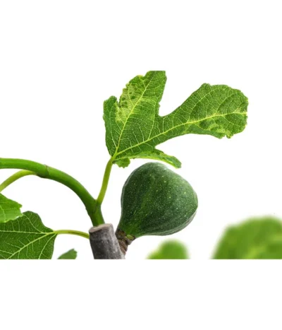 Bornholmfeige -Haus Pflanzen Welt 7186315 WE DE 001 FicusBornholmfeigeT17