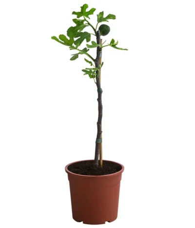 Bornholmfeige -Haus Pflanzen Welt 7186315 WE FS 001 FicusBornholmfeigeT17