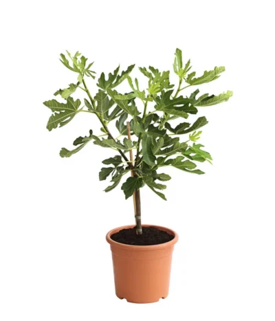 Feige 'Pfälzer Fruchtfeige' -Haus Pflanzen Welt 7186448 PR FS 001 FicusCaricaFeigePfaelzerStamm7LDehnerExpressHerzig