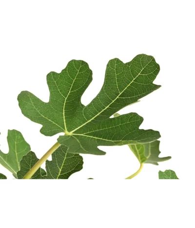 Feige, Hell -Haus Pflanzen Welt 7186505 WE DE 001 FeigeStamm