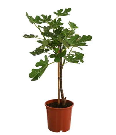 Feige, Hell -Haus Pflanzen Welt 7186505 WE FS 001 FeigeStamm