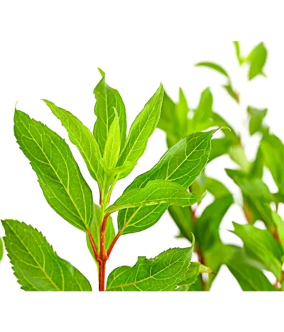 Forsythie 'Week-End' - Goldglöckchen 9 Forsythie 'Week-End' - Goldglöckchen -Haus Pflanzen Welt 7186711 WE DE 001 ForsythieIntermediaWeekend5LDehnerExpressHerzig