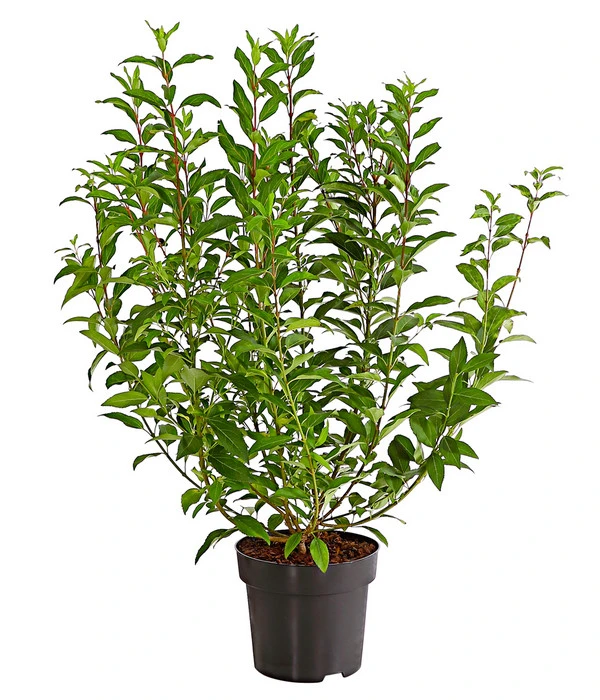 Forsythie 'Week-End' - Goldglöckchen 3 Forsythie 'Week-End' - Goldglöckchen