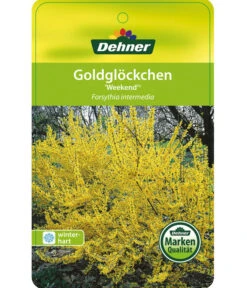 Forsythie 'Week-End' - Goldglöckchen 10 Forsythie 'Week-End' - Goldglöckchen -Haus Pflanzen Welt 7186869 GoldgloeckchenWeekend Etikett 1